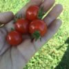 Sweet Apperitif Cherry Tomato Seeds