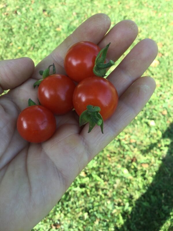 Sweet Apperitif Cherry Tomato Seeds