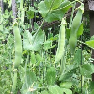 Robinson Shelling Pea Seeds