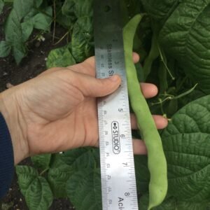 Giant of Stuttgart Pole Bean Seeds