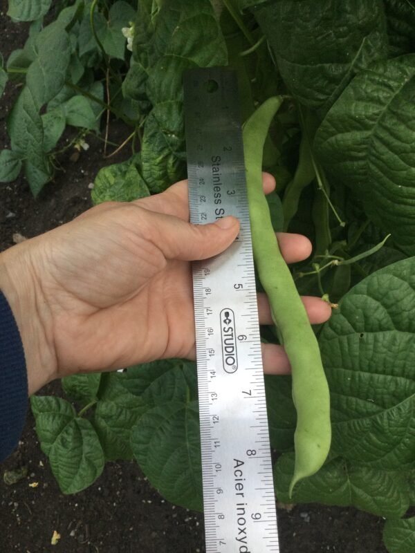 Giant of Stuttgart Pole Bean Seeds