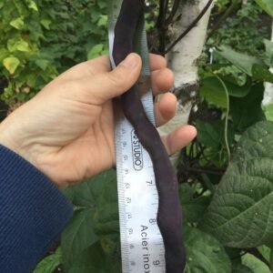 Muotathaler Pole Bean Seeds