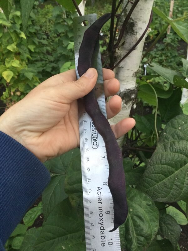 Muotathaler Pole Bean Seeds