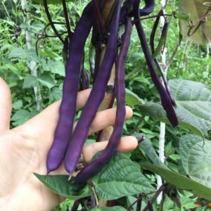 Black Snake Pole Bean Seeds