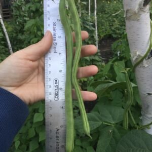 Steirische Grüne Pole Bean Seeds