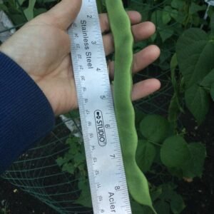 Spanish Musica Pole Bean Seeds