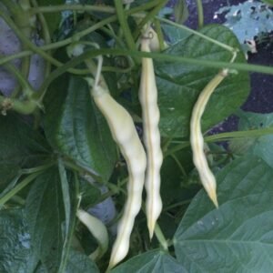 Grand - Maman Dinel Pole Bean Seeds