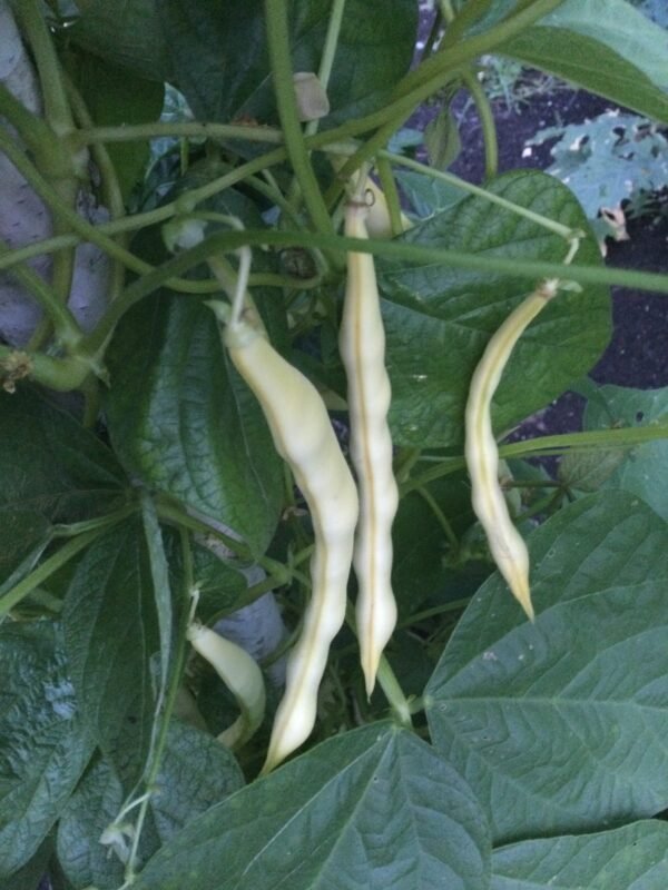 Grand - Maman Dinel Pole Bean Seeds