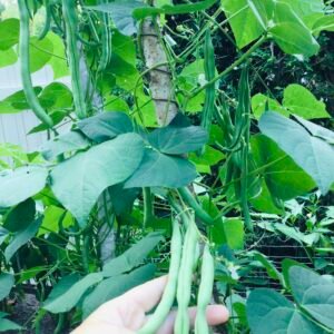 Wendy’s Late - Brother - In - Law Pole Bean Seeds