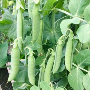 Pea Seeds: Shelling, Snow, Snap & Dry
