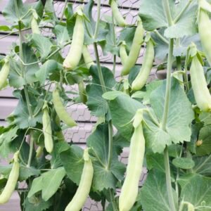 Sweet Gem Snap Pea Seeds