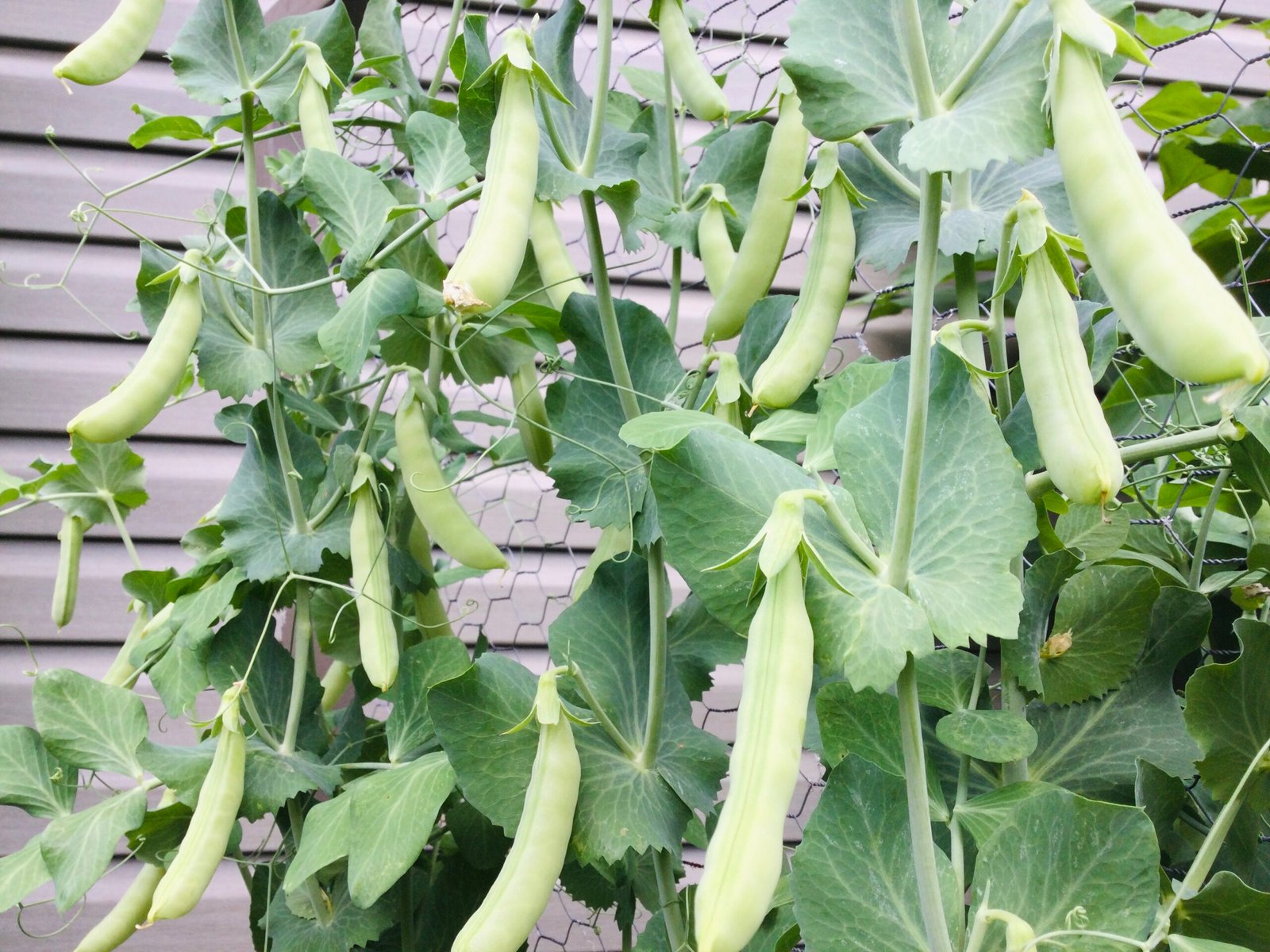 Sweet Gem Snap Pea Seeds