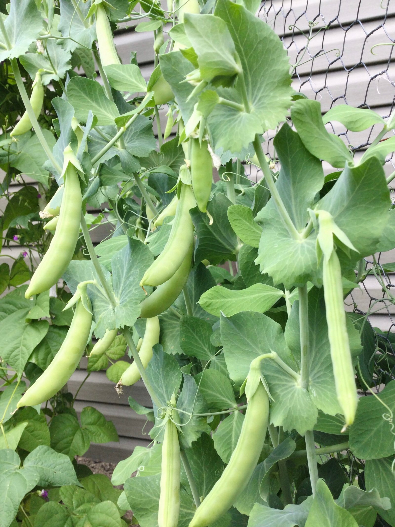Sweet Gem Snap Pea Seeds - Image 2