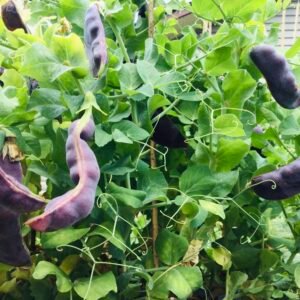 Beauregarde Dwarf Purple Snow Pea Seeds