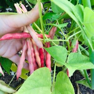 Pink Half - Runner Bean Seeds