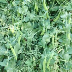 Stanhope Shelling Pea Seeds