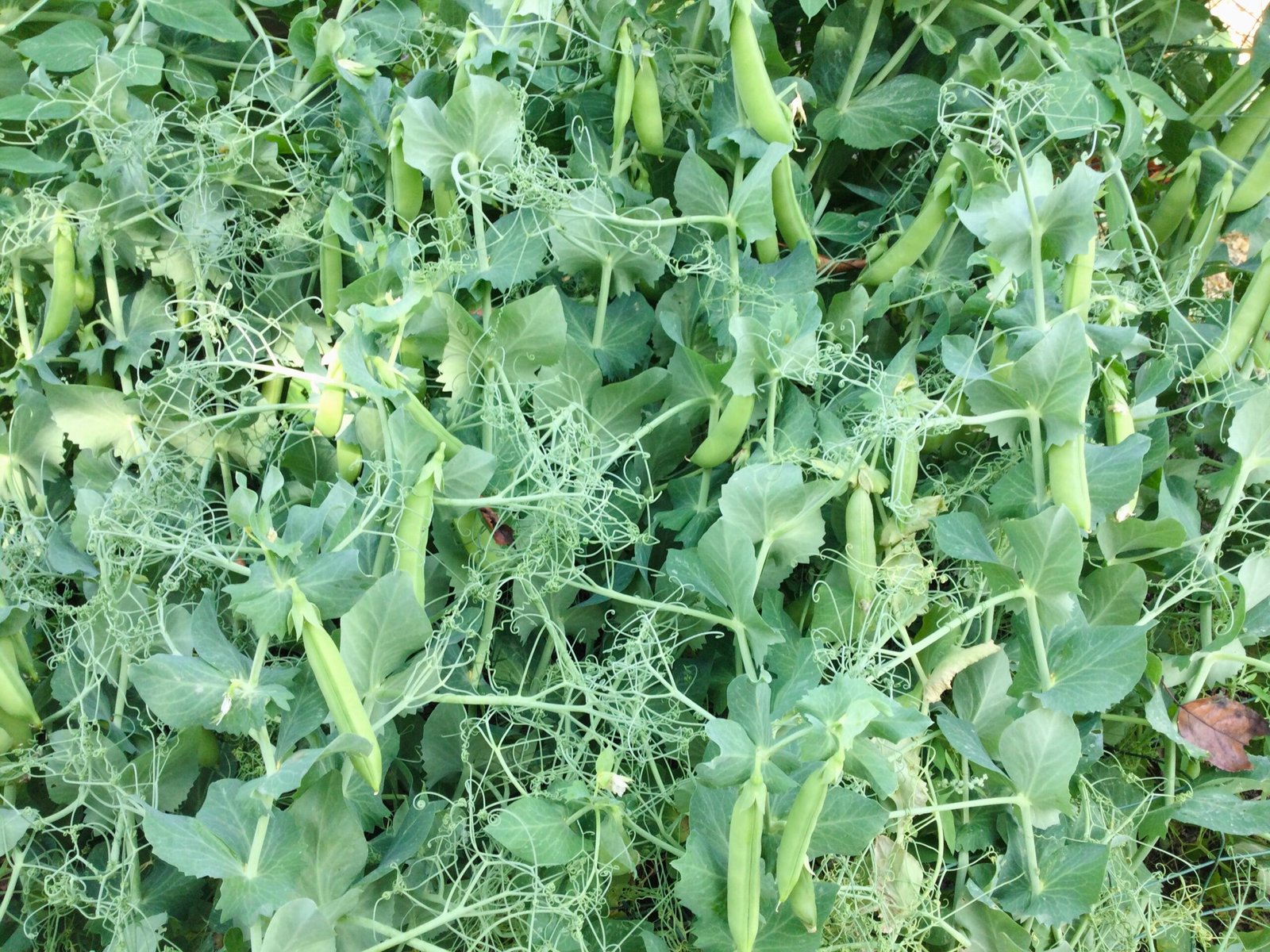 Stanhope Shelling Pea Seeds