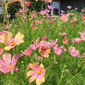 Apricotta Cosmos Seeds