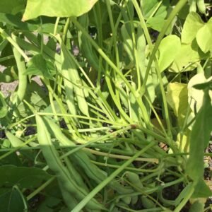Hastings Semi - Runner Pole Bean
