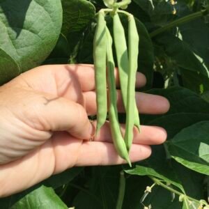 Non - Tough Half Runner Bean Seeds
