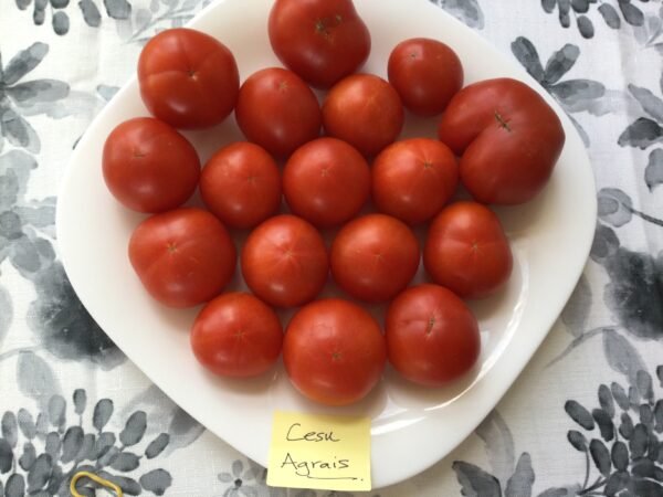 Cesu Agrais Tomato Seeds