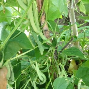 Ranger Semi - Runner Bean Seeds