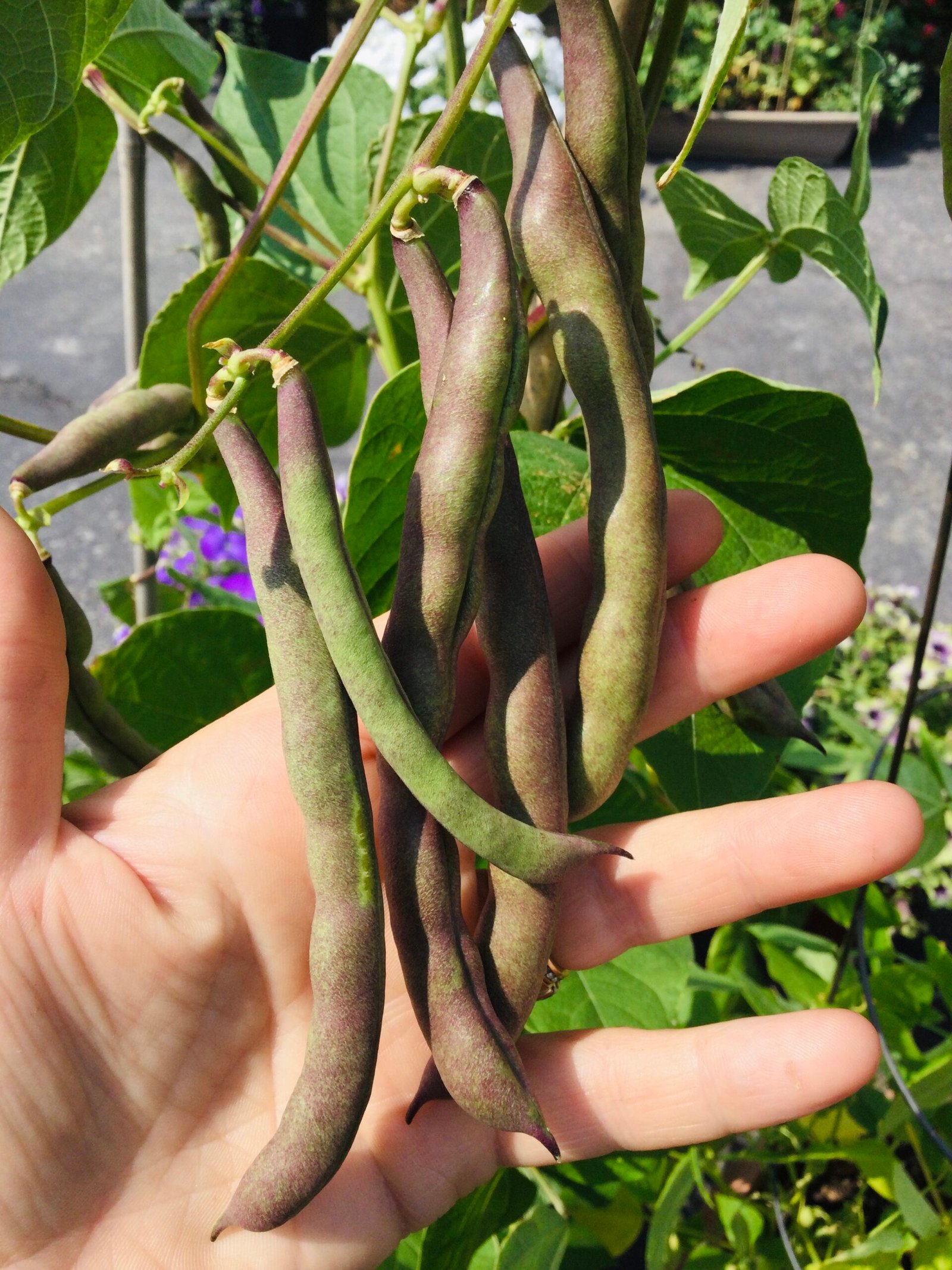 Juanita Smith Semi - Runner Bean Seeds - Image 2