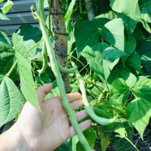 Quatre au Metre Pole Bean Seeds