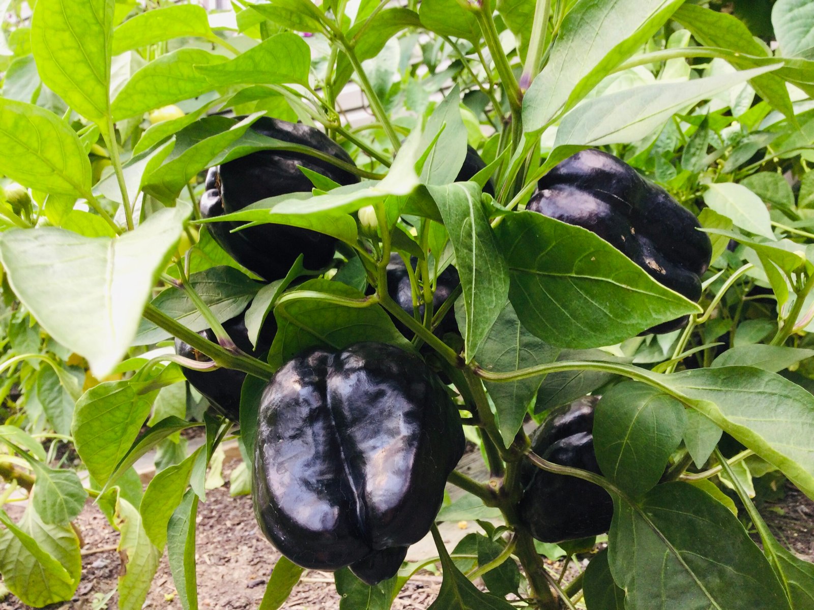 Zulu Sweet Pepper Seeds - Image 6