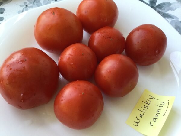 Uralskiy Ranniy Tomato Seeds