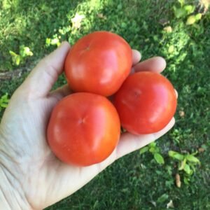 Bosu Tomato Seeds