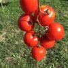 Siberian Red Tomato Seeds