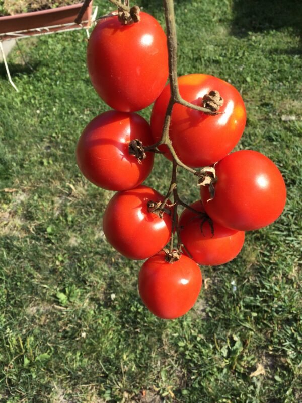 Siberian Red Tomato Seeds