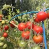 Zuckerstraube Cherry Tomato Seeds