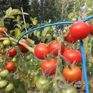 Zuckerstraube Cherry Tomato Seeds