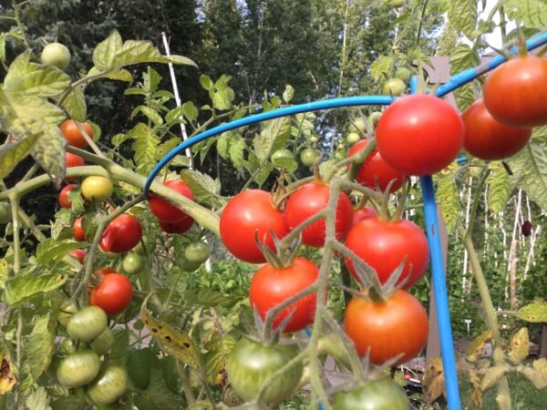 Zuckerstraube Cherry Tomato Seeds