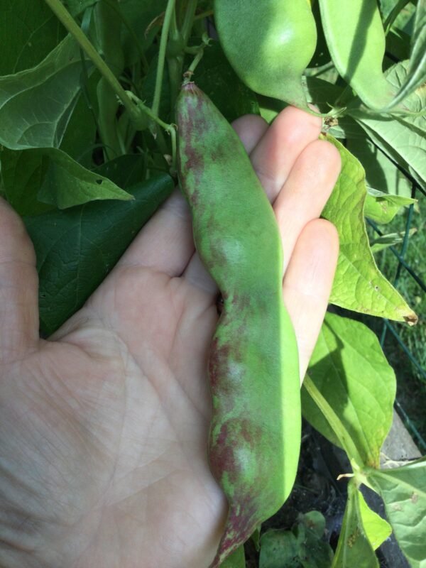 Youdou #2 Pole Bean Seeds