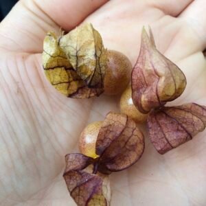 Physalis Minima Ground Cherry