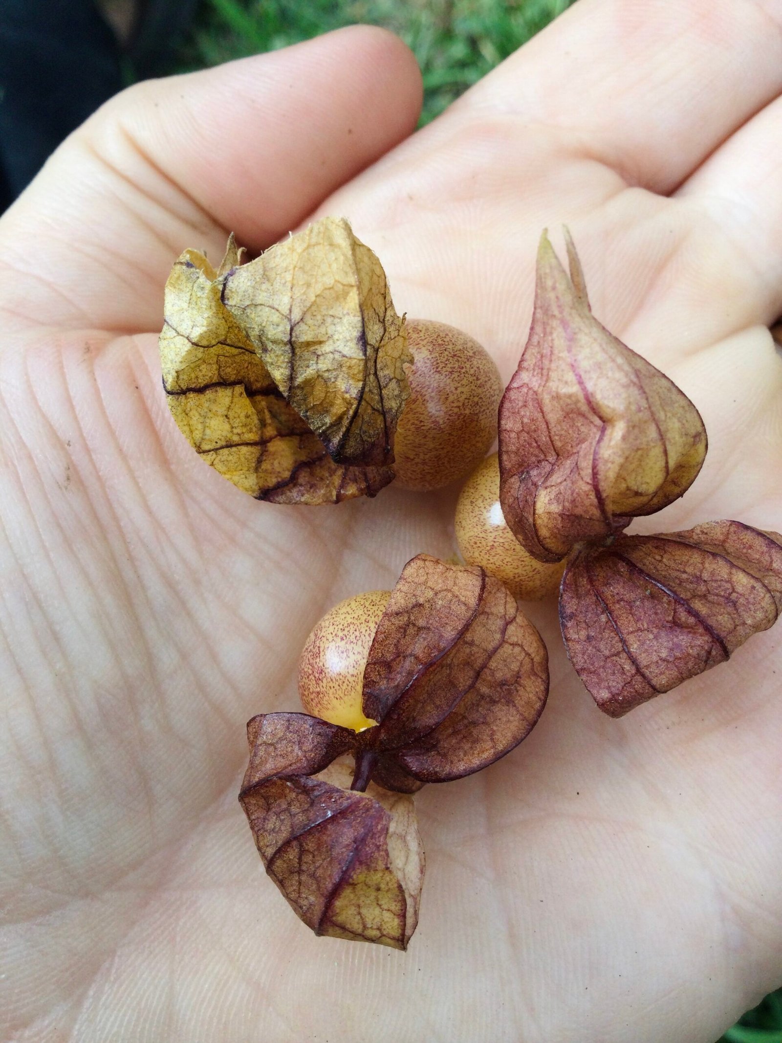 Physalis Minima Ground Cherry