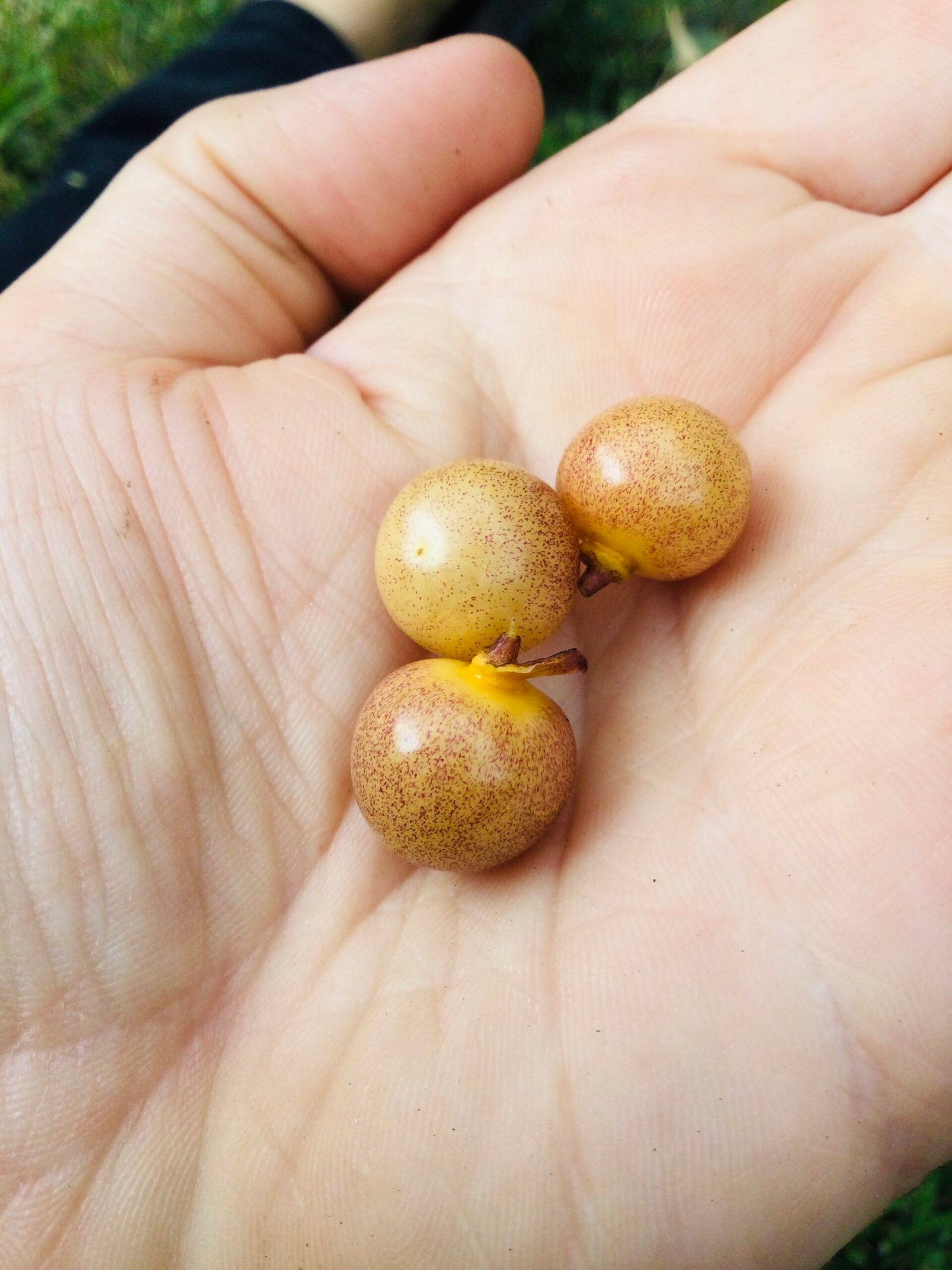 Physalis Minima Ground Cherry - Image 6