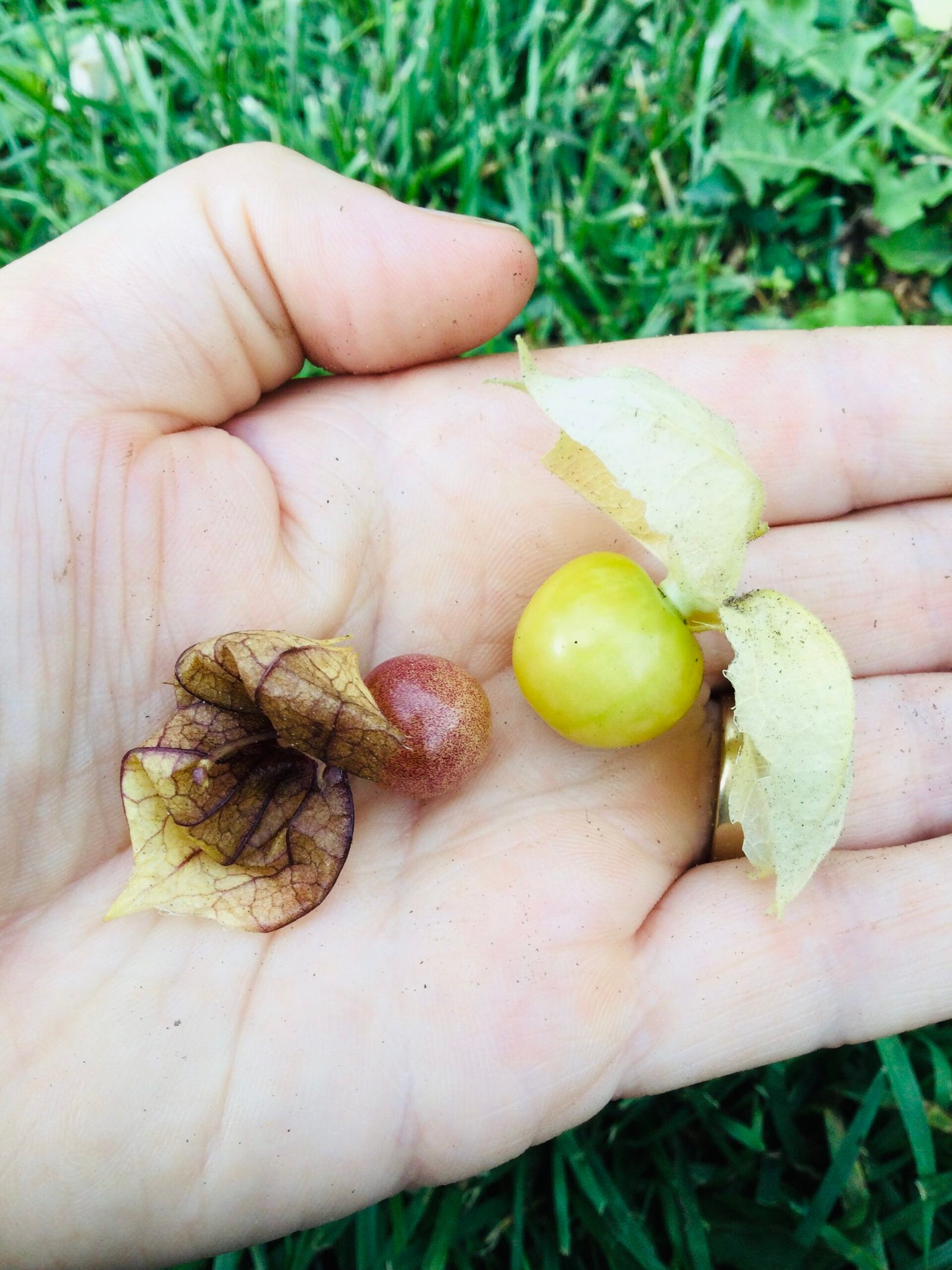 Geltower Ground Cherry Seeds - Image 2