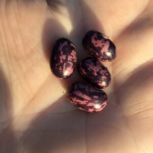 Greek Multicolor Pole Bean Seeds