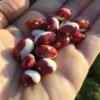 Monachello di Esino Lario Semi-Runner Bean Seeds