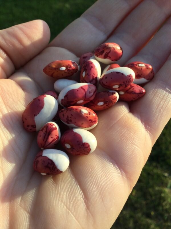 Monachello di Esino Lario Semi-Runner Bean Seeds