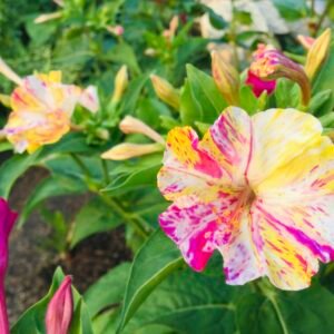 Marvel of Peru Flower Seeds