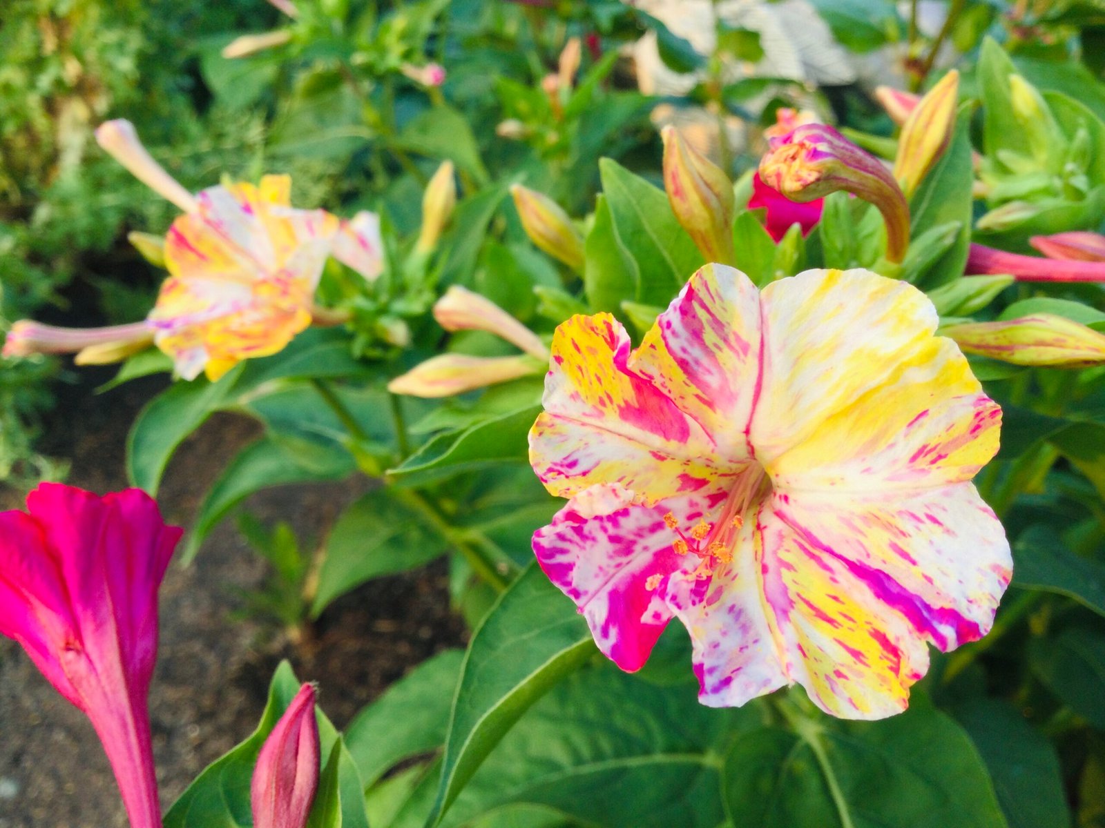 Marvel of Peru Flower Seeds