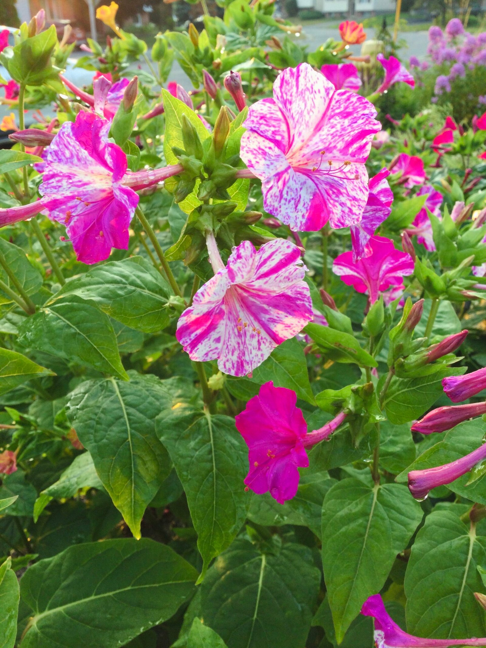 Marvel of Peru Flower Seeds - Image 5