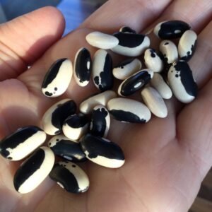 Stevenson's Black Eye Semi-Runner Bean Seeds