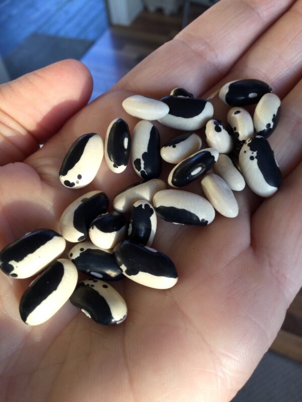 Stevenson's Black Eye Semi-Runner Bean Seeds