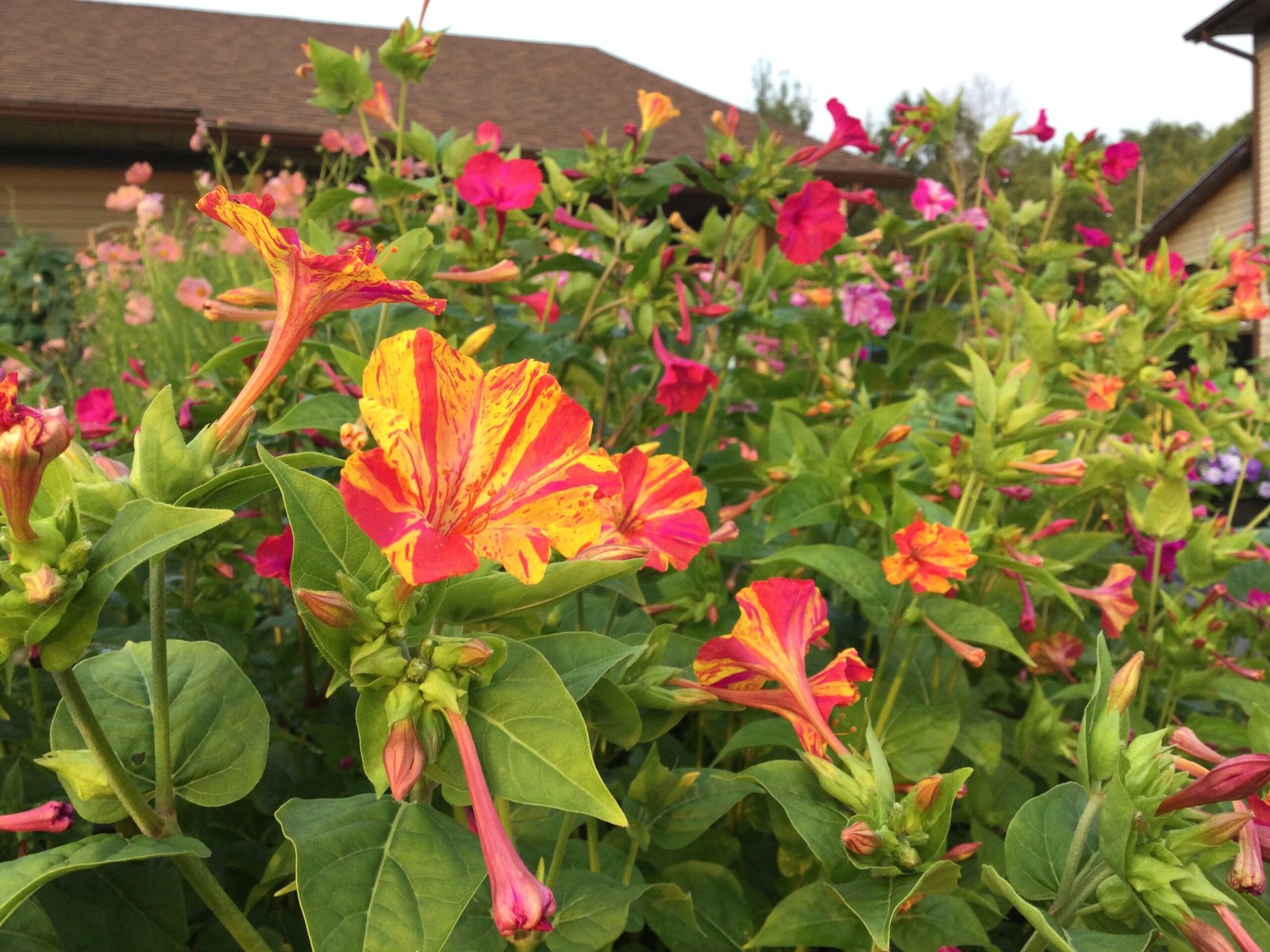 Marvel of Peru Flower Seeds - Image 4